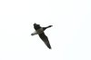 Pale-bellied Brent Goose at Fleet Head (Steve Arlow) (14921 bytes) Pale-bellied Brent Goose at Fleet Head (Steve Arlow) (14921 bytes)
